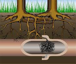 Are Tree Roots Damaging Your Home Plumbing?